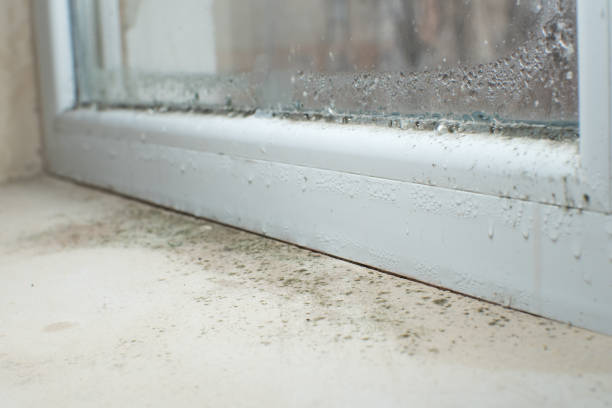 Best Emergency Mold Remediation  in West Siloam Springs, OK